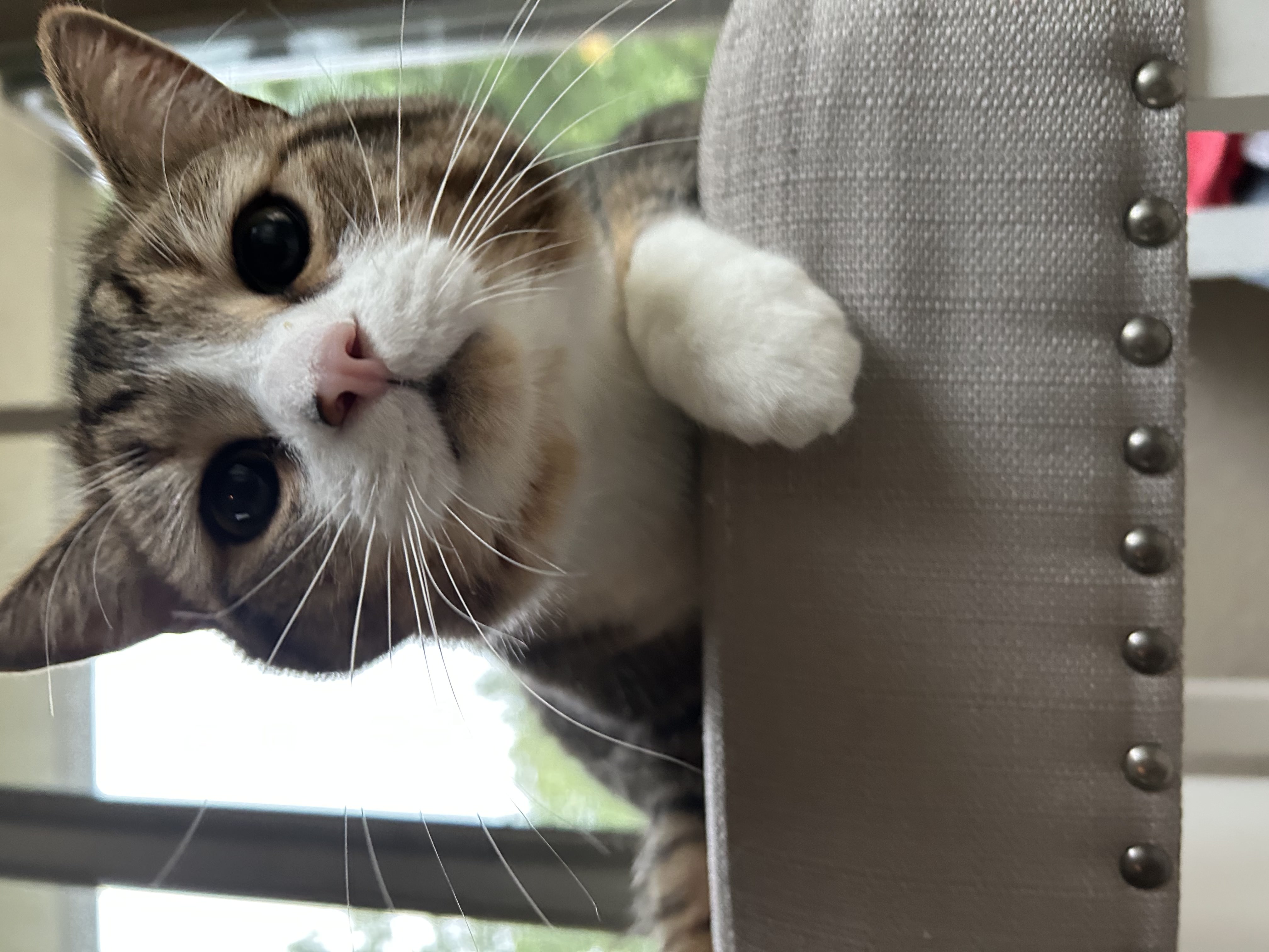 Image of a cute tabby cate with big eyes staring curiously at the camera